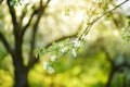 Beautiful old apple tree garden blossoming on sunny spring day Royalty Free Stock Photo