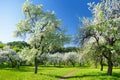 Beautiful old apple tree garden blossoming on sunny spring day Royalty Free Stock Photo