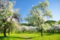 Beautiful old apple tree garden blossoming on sunny spring day Royalty Free Stock Photo