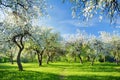 Beautiful old apple tree garden blossoming on sunny spring day Royalty Free Stock Photo