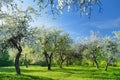 Beautiful old apple tree garden blossoming on sunny spring day Royalty Free Stock Photo