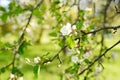 Beautiful old apple tree garden blossoming on sunny spring day. Blooming apple trees over bright sky Royalty Free Stock Photo