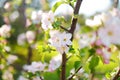 Beautiful old apple tree garden blossoming on sunny spring day. Blooming apple trees over bright sky Royalty Free Stock Photo