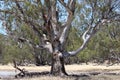 A beautiful old Australian Gum Tree Royalty Free Stock Photo