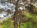 Beautiful old conifer against the sky. Close up view trunk of a pine tree with strobiles.