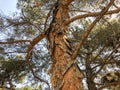 Beautiful old conifer against the sky. Close up view trunk of a pine tree with strobiles.