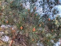 Beautiful old conifer in the park. Close up view of spruce cone and pine needles Royalty Free Stock Photo