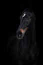 Beautiful old eventing gelding horse isolated on black background Royalty Free Stock Photo