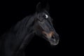 Beautiful old eventing gelding horse isolated on black background Royalty Free Stock Photo