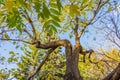 A beautiful old fantastic branchy ash tree with green and yellow leaves in a park in autumn Royalty Free Stock Photo