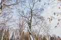 An beautiful old fantastic branchy brown tree with white snow and yellow leaves in a park in autumn against the blue sky Royalty Free Stock Photo