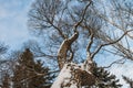 An beautiful old fantastic branchy brown tree with white snow and yellow leaves in a park in autumn against the blue sky with Royalty Free Stock Photo