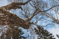 An beautiful old fantastic branchy brown tree with white snow and yellow leaves in a park in autumn against the blue sky Royalty Free Stock Photo