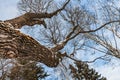 An beautiful old fantastic branchy brown tree with white snow and yellow leaves in a park in autumn against the blue sky Royalty Free Stock Photo