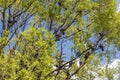 Beautiful old fantastic branchy tree with young leaves and a group of pigeons birds in a park in spring against the blue sky Royalty Free Stock Photo