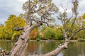 A beautiful old fantastic branchy willow tree with green and yellow leaves and a group of pigeons birds in a park in Royalty Free Stock Photo