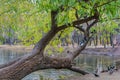 A beautiful old fantastic branchy willow tree with green and yellow leaves and a group of pigeons birds by a pond with ducks Royalty Free Stock Photo