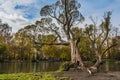 A beautiful old fantastic branchy willow tree with green and yellow leaves and a pond with ducks and people feed the birds in a