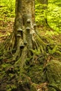 Beautiful old gnarled tree next to Maly waterfall, Czech Republi Royalty Free Stock Photo