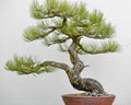 Japanese Pine Bonsai Tree White Background Royalty Free Stock Photo