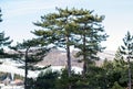 Beautiful Old Lebanon Cedar tree Royalty Free Stock Photo