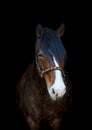 Beautiful old mare horse isolated on black background Royalty Free Stock Photo