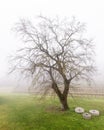 Beautiful old mulberry tree shrouded in mist with stone millstones next to it and vineyard in the background
