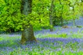 Beautiful, old oak tree in the forest with bluebells meadow, Royalty Free Stock Photo