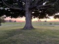 Beautiful Old Oak Tree at Sunset