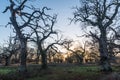 Beautiful old oak trees Royalty Free Stock Photo