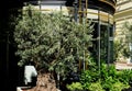 beautiful old Olive tree with gnarled rugged trunk in closeup view. glass curtain wall in the background. Royalty Free Stock Photo