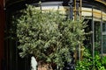 beautiful old Olive tree with gnarled rugged trunk in closeup view. glass curtain wall in the background. Royalty Free Stock Photo