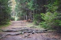 Beautiful old path or country road in the deep spruce tree forest. Royalty Free Stock Photo