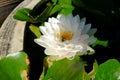 Beautiful old rose pink lotus or water lily flower in pond