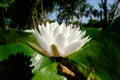 Beautiful old rose pink lotus or water lily flower in pond