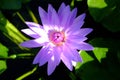 Beautiful old rose purple lotus or water lily flower in pond