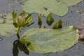 A beautiful old rose water lily Royalty Free Stock Photo