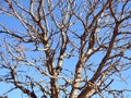 Beautiful old spring tree, Lithuania Royalty Free Stock Photo