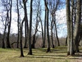 Beautiful old spring tree, Lithuania Royalty Free Stock Photo