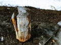 An old stump or cut from a tree against a background of melting snow and earth in spring or winter Royalty Free Stock Photo