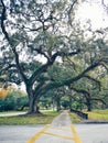 Beautiful old tall tree in central Florida Royalty Free Stock Photo
