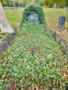Beautiful old tombstones covered with ivy on the cemetery in Hronov. Old town graveyard Royalty Free Stock Photo