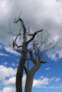 Beautiful old tree with clouds Royalty Free Stock Photo