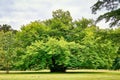 Beautiful old tree in the countryside. Schwerin, Germany Royalty Free Stock Photo