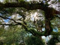 Beautiful old tree in Florida park Royalty Free Stock Photo