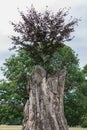 Beautiful old tree in Fuerst Pueckler in Bad Muskau Royalty Free Stock Photo