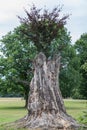 Beautiful old tree in Fuerst Pueckler in Bad Muskau Royalty Free Stock Photo