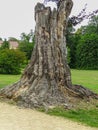 Beautiful old tree in Fuerst Pueckler in Bad Muskau Royalty Free Stock Photo