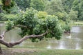 Beautiful old tree in Fuerst Pueckler in Bad Muskau Royalty Free Stock Photo