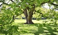 Beautiful old tree on a green meadow or park Royalty Free Stock Photo